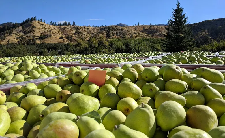 Pear anjou researchers research 4