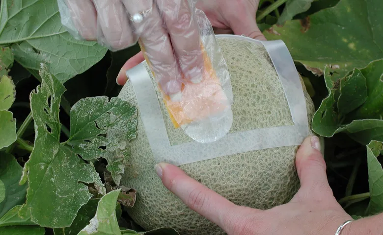 Lab-Melon research P1010025