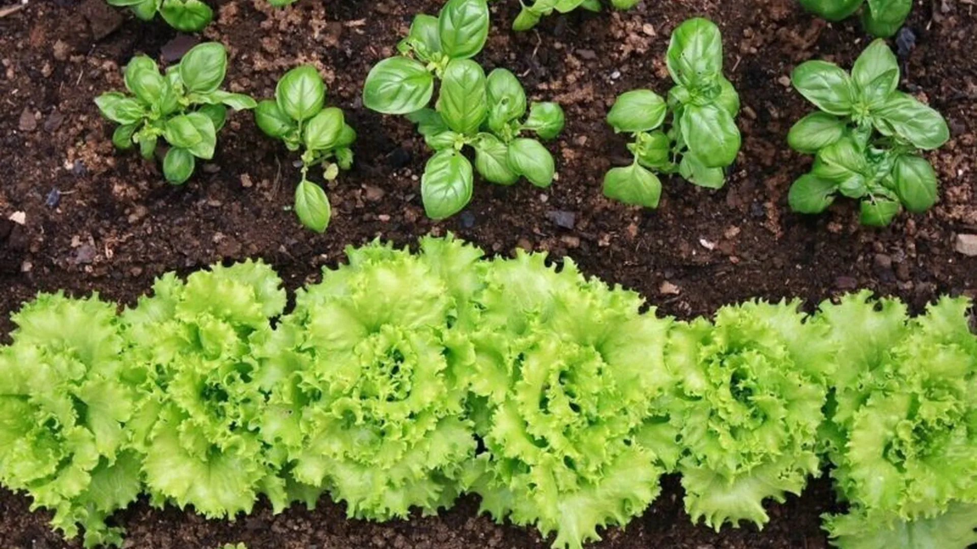 Fresh produce samples Ortega commodities