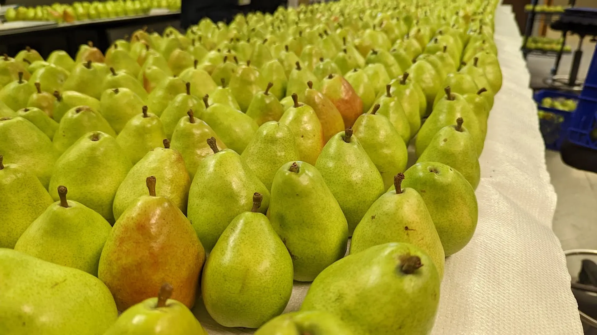 Pear anjou researchers research 1