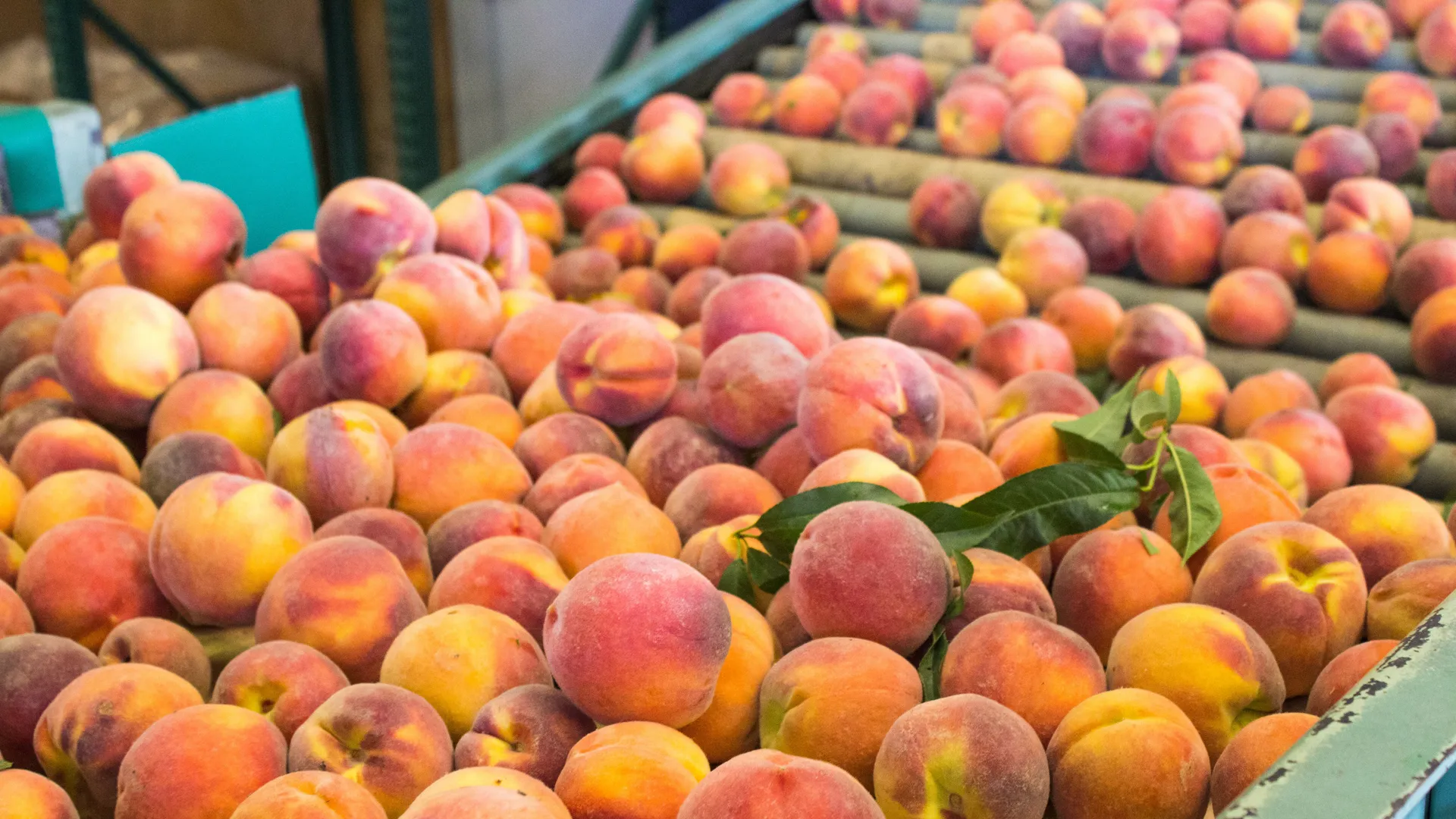 Peach packing cffa 2014 Mountain View Peach4 commodities