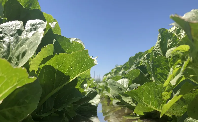Ag water furrow irrigation